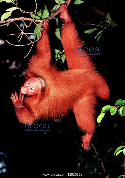 : Red / Bald UAKARI Monkey - showing red face : Red / Bald UAKARI Monkey - showing red face