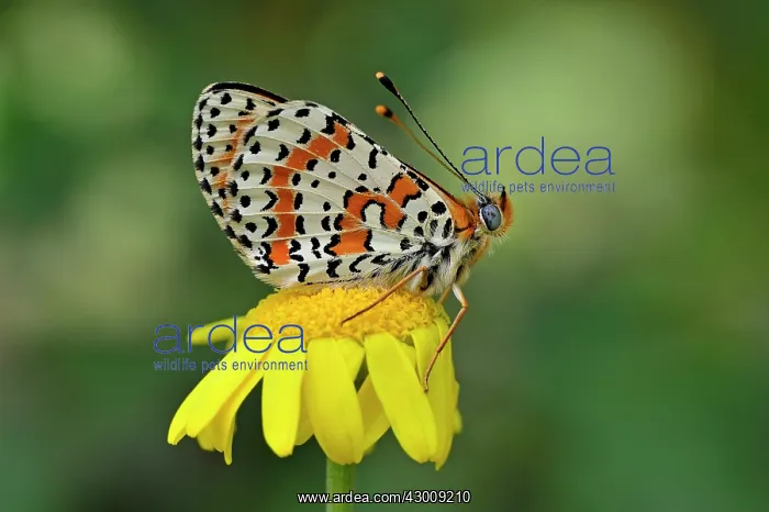: Red Band Fritillary Spotted Fritillary : Red Band Fritillary Spotted Fritillary