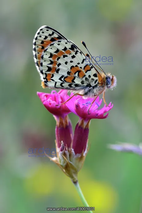 : Red Band Fritillary Spotted Fritillary on Carthusian pink : Red Band Fritillary Spotted Fritillary on Carthusian pink