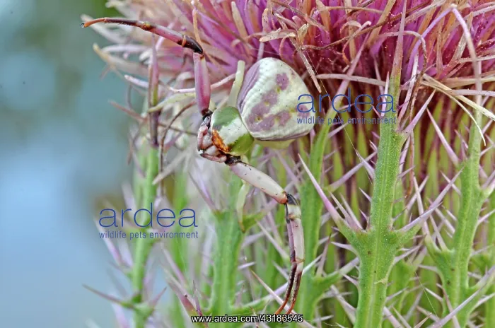 : Red-banded Crab Spider : Red-banded Crab Spider