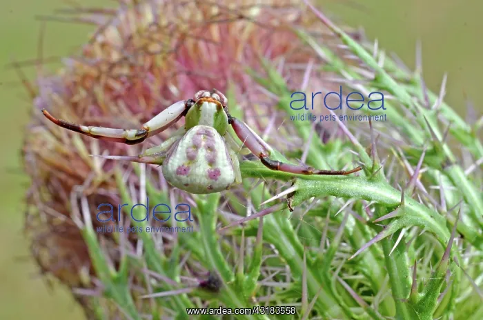 : Red-banded Crab Spider : Red-banded Crab Spider