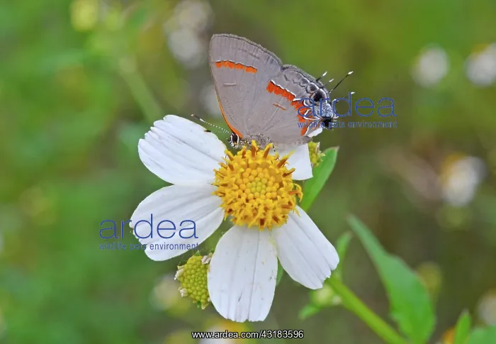 : Red-banded Hairstreak : Red-banded Hairstreak