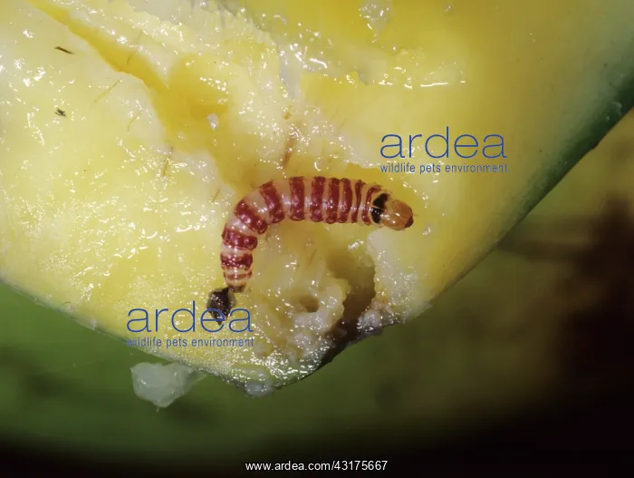 : Red banded mango caterpillar larva : Red banded mango caterpillar larva