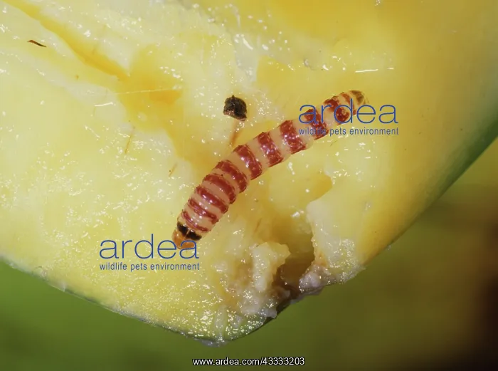 : Red banded mango caterpillar larva : Red banded mango caterpillar larva
