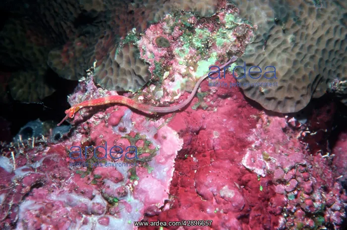 : Red-Banded Pipe Fish - Lives on sponges and corals : Red-Banded Pipe Fish - Lives on sponges and corals
