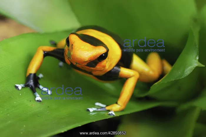: Red-banded Poison Arrow / Dart Frog - on bromeliad : Red-banded Poison Arrow / Dart Frog - on bromeliad