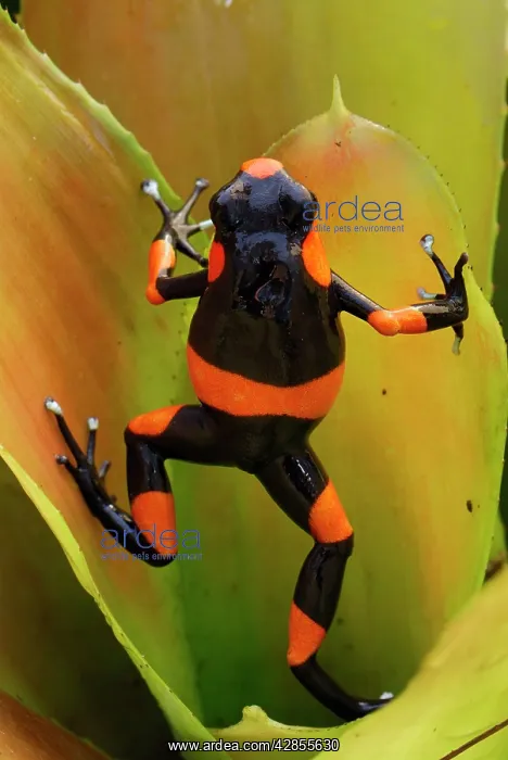 : Red-banded Poison Arrow / Dart Frog on bromeliad : Red-banded Poison Arrow / Dart Frog on bromeliad