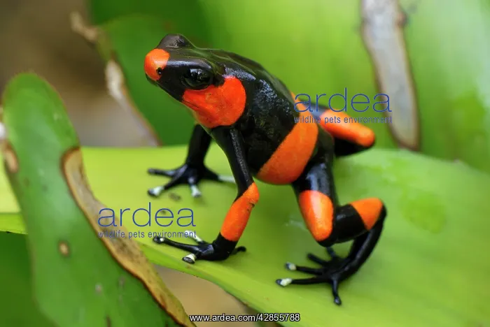 : Red-banded Poison Arrow / Dart Frog - on bromeliad : Red-banded Poison Arrow / Dart Frog - on bromeliad