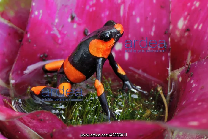 : Red-banded Poison Arrow / Dart Frog - on bromeliad : Red-banded Poison Arrow / Dart Frog - on bromeliad