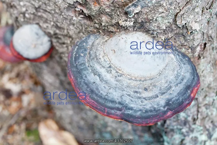 : Red Banded Polypore : Red Banded Polypore