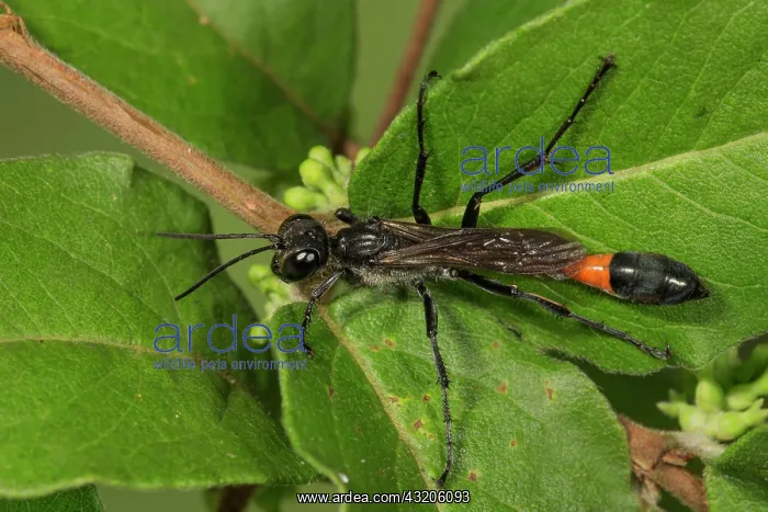 : Red banded sand wasp (Ammophila sabulosa) on common : Red banded sand wasp (Ammophila sabulosa) on common