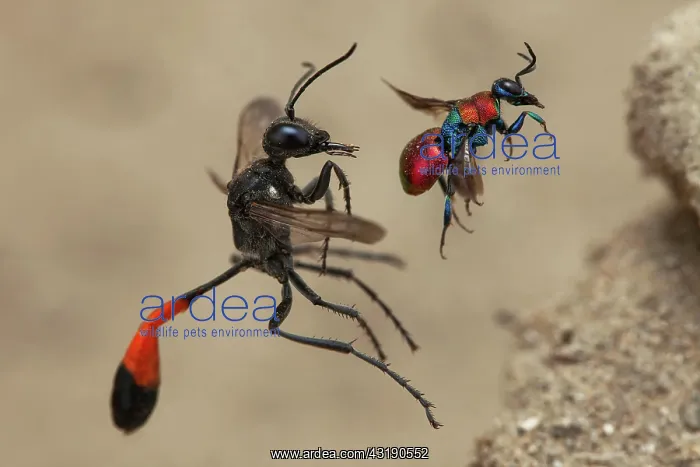 : Red Banded Sand Wasp (Ammophila sabulosa) & Cuckoo : Red Banded Sand Wasp (Ammophila sabulosa) & Cuckoo