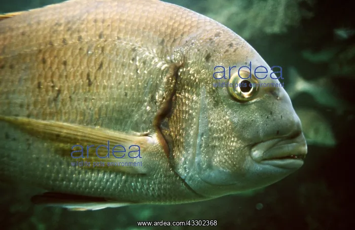  : RED-BANDED SEA BREAM HEAD