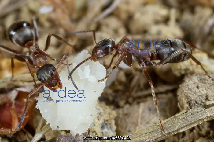 : Red-barbed Ant (Formica rufibarbis) two adult workers : Red-barbed Ant (Formica rufibarbis) two adult workers