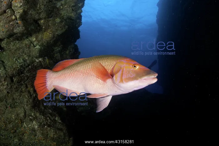  : Red barred hogfish, Bodianus scrofa, Santa Maria