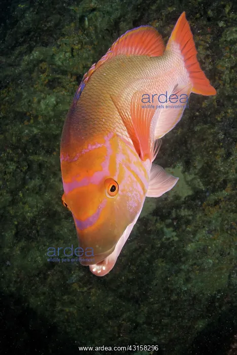 : Red barred hogfish, Bodianus scrofa, Santa Maria : Red barred hogfish, Bodianus scrofa, Santa Maria
