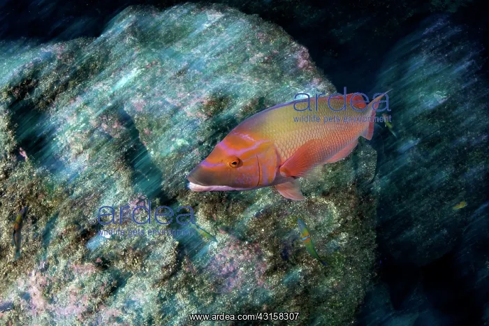 : Red barred hogfish, Bodianus scrofa, Santa Maria : Red barred hogfish, Bodianus scrofa, Santa Maria