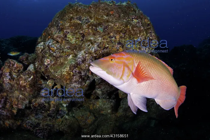 : Red barred hogfish, Bodianus scrofa, Santa Maria : Red barred hogfish, Bodianus scrofa, Santa Maria