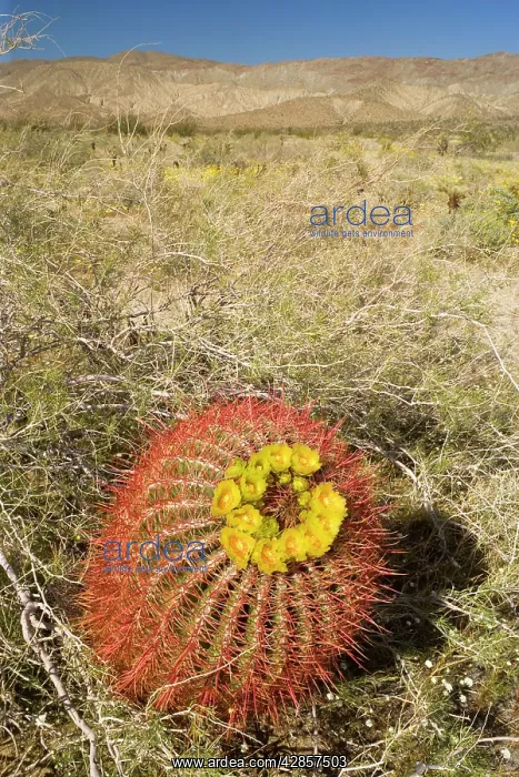 : Red Barrel Cactus : Red Barrel Cactus