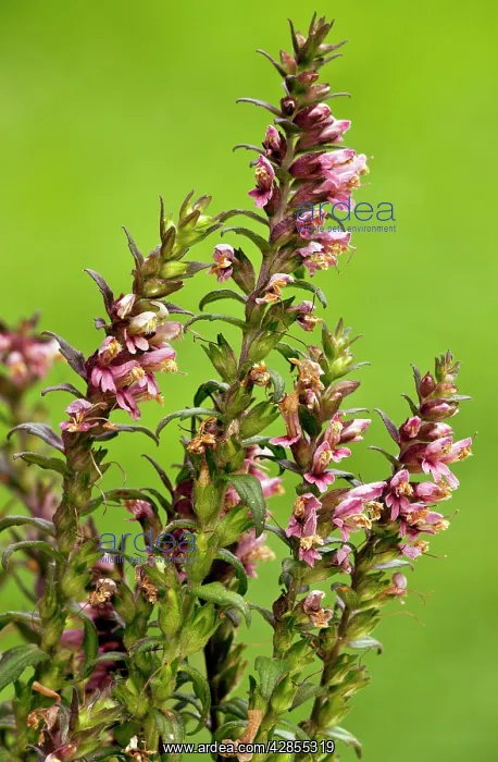 : Red Bartsia - in flower - late summer - damp grassland : Red Bartsia - in flower - late summer - damp grassland