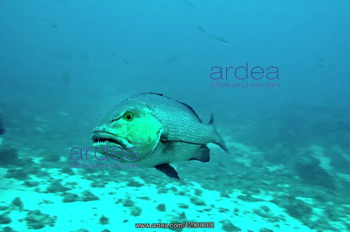 : Red Bass - with poisonous flesh : Red Bass - with poisonous flesh