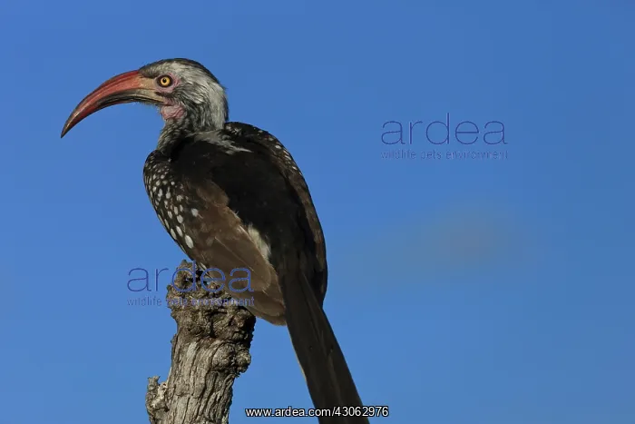 : Red beaked Hornbill resting on a branch : Red beaked Hornbill resting on a branch