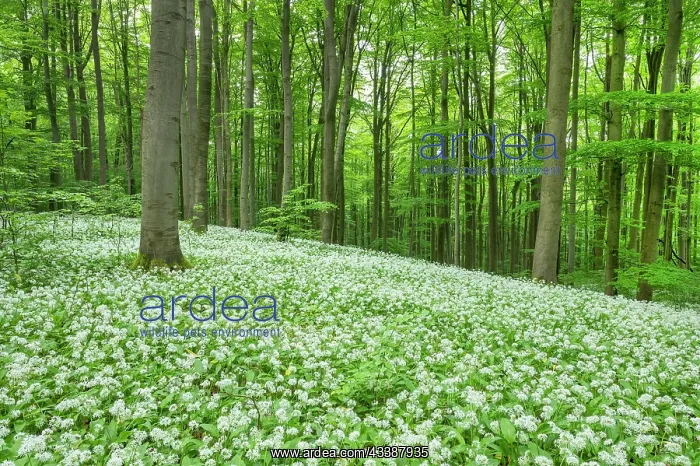 : Red beech (Fagus sylvatica) forest with flowering : Red beech (Fagus sylvatica) forest with flowering
