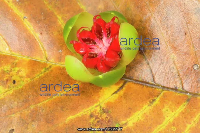 : Red Beech fruit - fallen fruit of the Red Beech : Red Beech fruit - fallen fruit of the Red Beech
