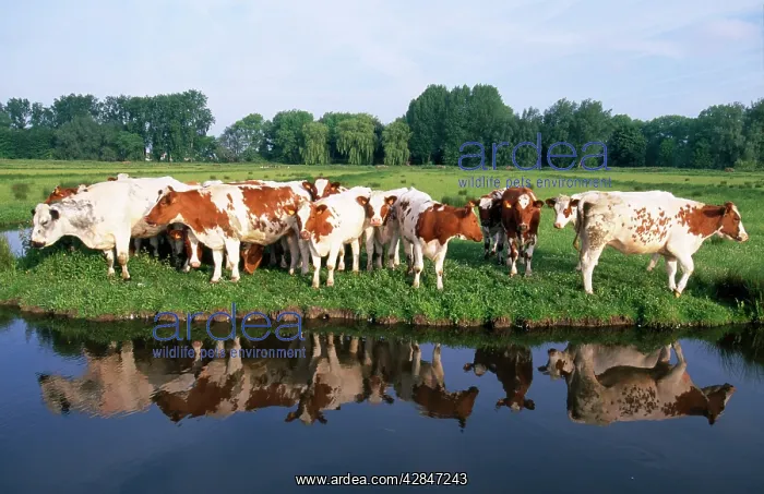  : Red Belgian breed Cows - on river bank