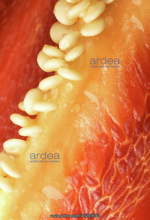 : Red Bell Pepper : Red Bell Pepper