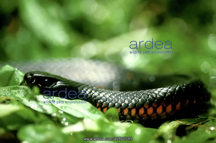 : Red-bellied Black Snake : Red-bellied Black Snake