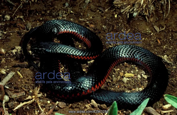 : Red-bellied black snake : Red-bellied black snake