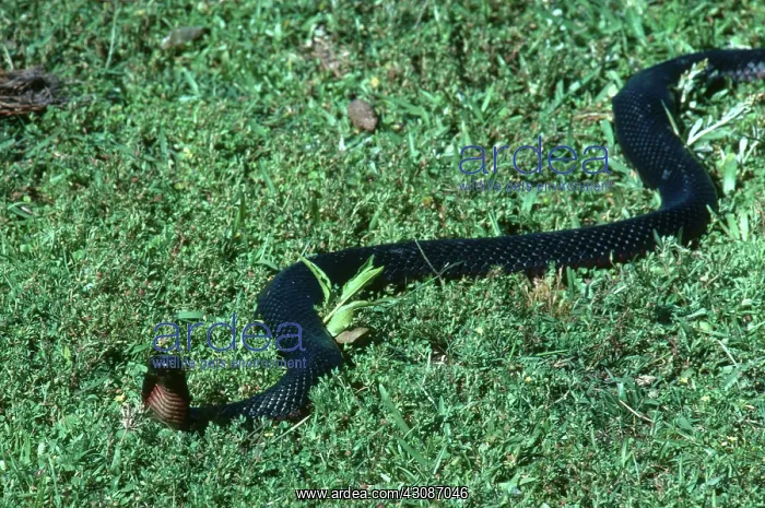 : Red-bellied Black Snake : Red-bellied Black Snake