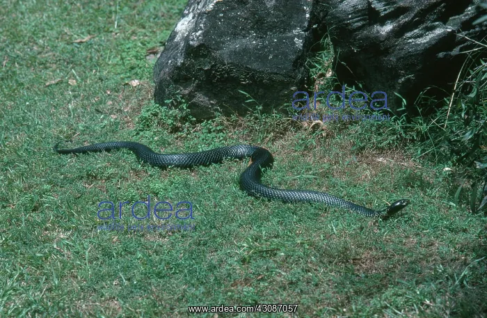 : Red-bellied Black Snake : Red-bellied Black Snake