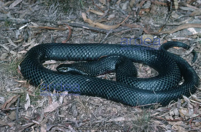 : Red-bellied Black Snake : Red-bellied Black Snake