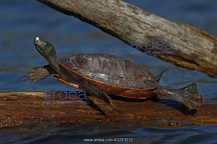 : Red-bellied Cooter, Pseudemys rubriventris, Maryland : Red-bellied Cooter, Pseudemys rubriventris, Maryland