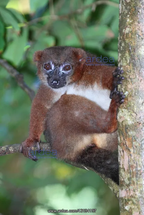 : Red-bellied lemur (Eulemur rubriventer) adult female : Red-bellied lemur (Eulemur rubriventer) adult female