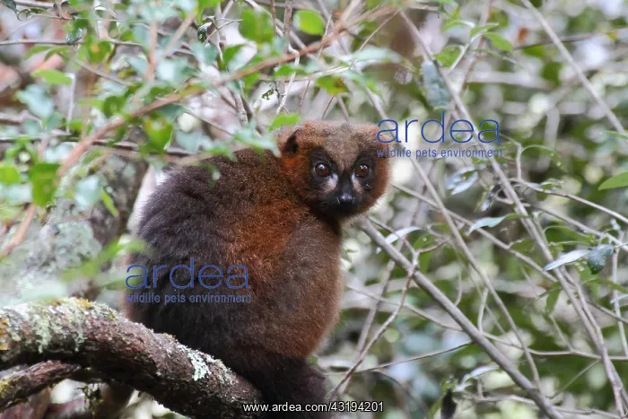 : Red-bellied lemur (Eulemur rubriventer) adult female : Red-bellied lemur (Eulemur rubriventer) adult female