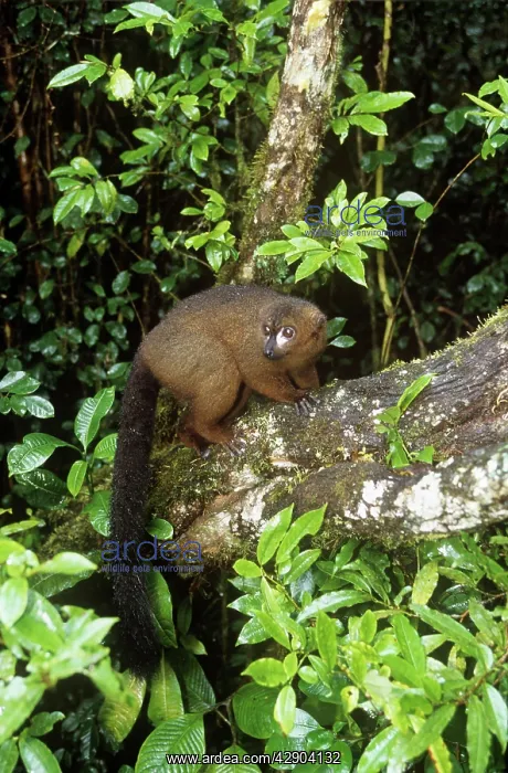 : Red-bellied Lemur - male in habitat : Red-bellied Lemur - male in habitat