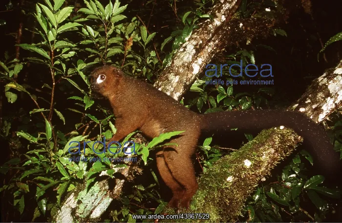 : RED-BELLIED LEMUR - Standing on branch : RED-BELLIED LEMUR - Standing on branch