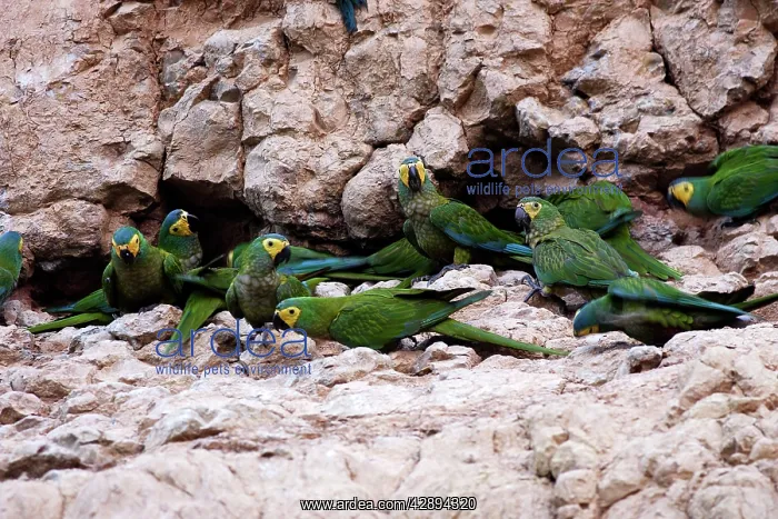 : Red-bellied Macaw - at clay lick : Red-bellied Macaw - at clay lick
