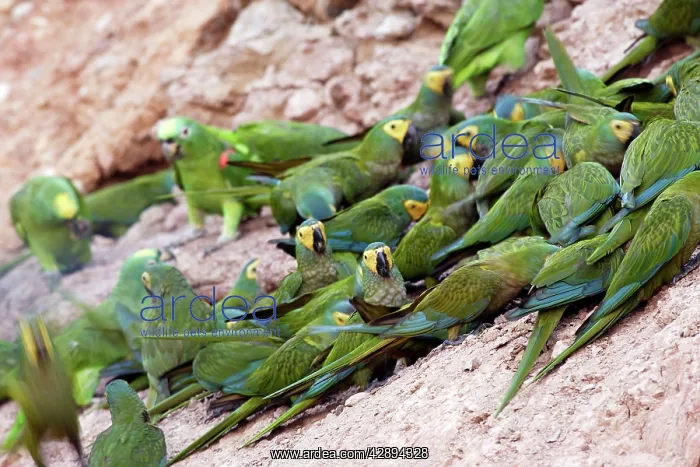 : Red-bellied Macaw - at clay lick : Red-bellied Macaw - at clay lick
