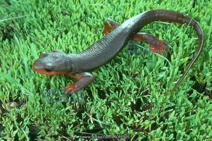: Red-bellied Newt : Red-bellied Newt