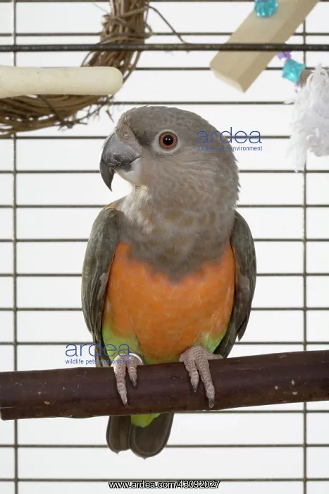 : Red-bellied Parrot in Cage : Red-bellied Parrot in Cage