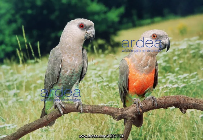 : Red-bellied Parrots : Red-bellied Parrots