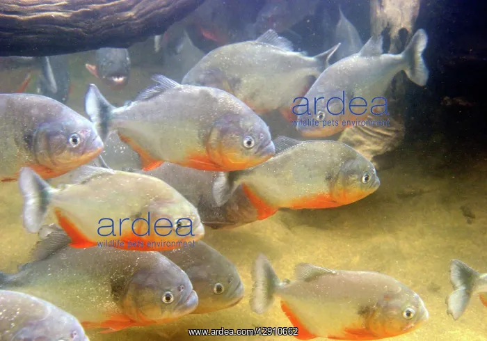 : Red-bellied PIRANHA : Red-bellied PIRANHA
