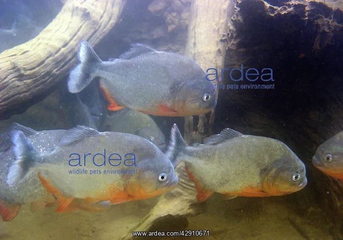 : Red-bellied PIRANHA : Red-bellied PIRANHA