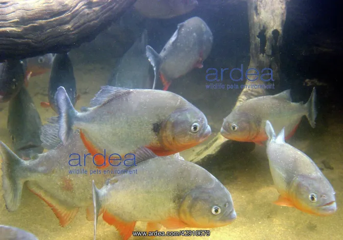 : Red-bellied PIRANHA : Red-bellied PIRANHA