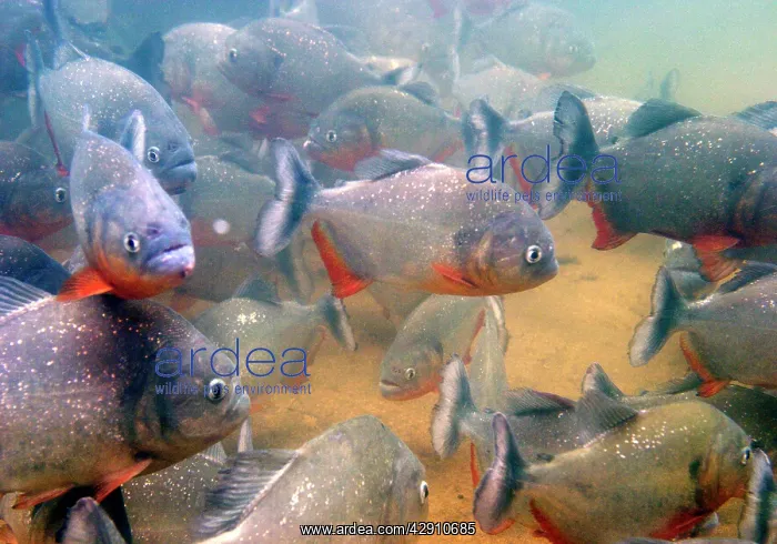 : Red-bellied PIRANHA : Red-bellied PIRANHA