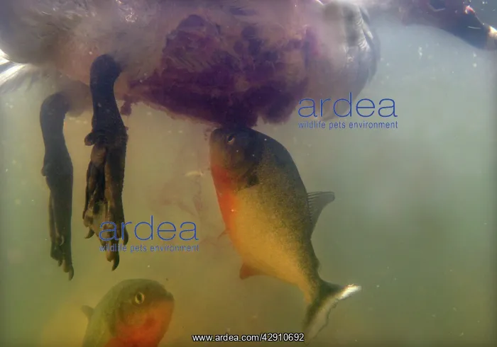 : Red-bellied PIRANHA : Red-bellied PIRANHA
